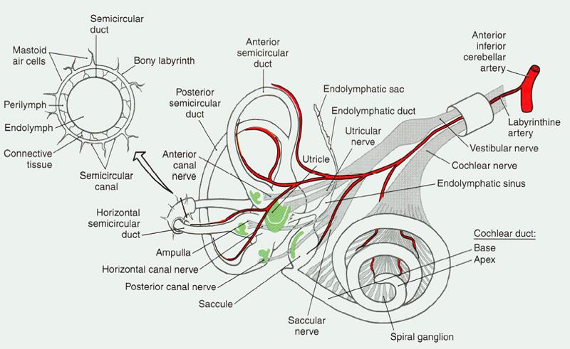 Figure 1 - Blood Supply