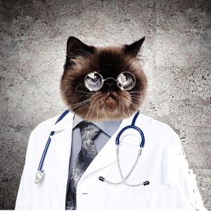 Cat dr