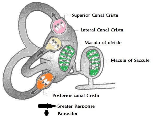 Striking the Right Balance – Posterior Canal BPPV Clinical Variation ...